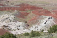 Окаменелый лес в Раскрашенной пустыне