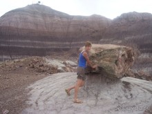 Окаменелый лес в Раскрашенной пустыне