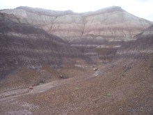 Окаменелый лес в Раскрашенной пустыне