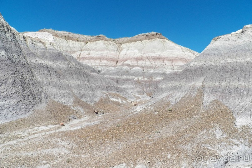 Окаменелый лес в Раскрашенной пустыне