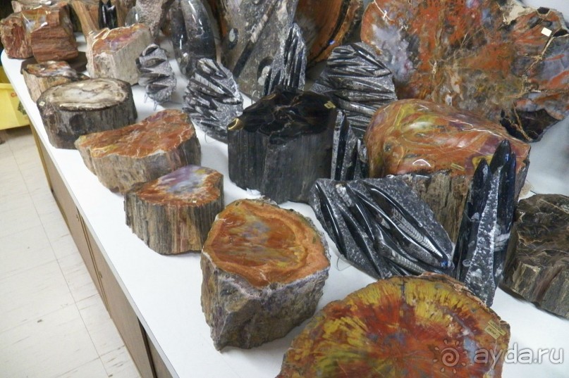 Окаменелый лес в Раскрашенной пустыне