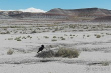 Окаменелый лес в Раскрашенной пустыне