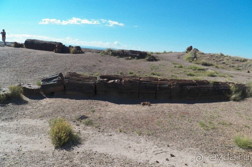 Окаменелый лес в Раскрашенной пустыне