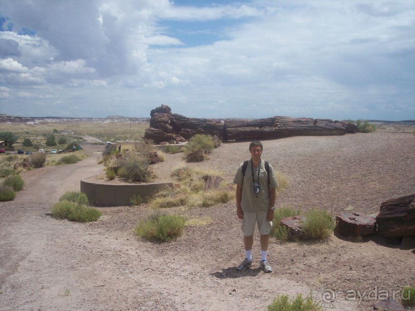 Альбом отзыва "Окаменелый лес в Раскрашенной пустыне"