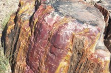 Окаменелый лес в Раскрашенной пустыне