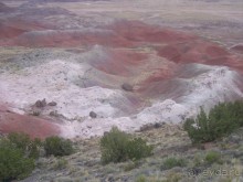 Окаменелый лес в Раскрашенной пустыне