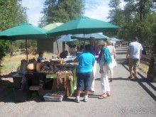 Окаменелый лес в Раскрашенной пустыне