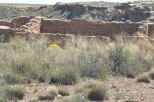 Окаменелый лес в Раскрашенной пустыне