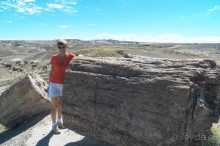 Окаменелый лес в Раскрашенной пустыне