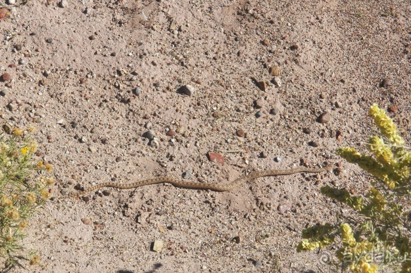 Окаменелый лес в Раскрашенной пустыне