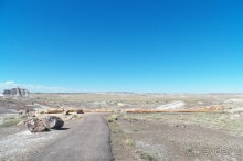 Окаменелый лес в Раскрашенной пустыне