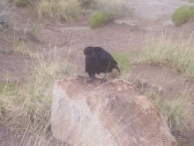 Окаменелый лес в Раскрашенной пустыне