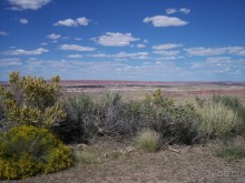 Окаменелый лес в Раскрашенной пустыне