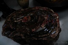 Окаменелый лес в Раскрашенной пустыне