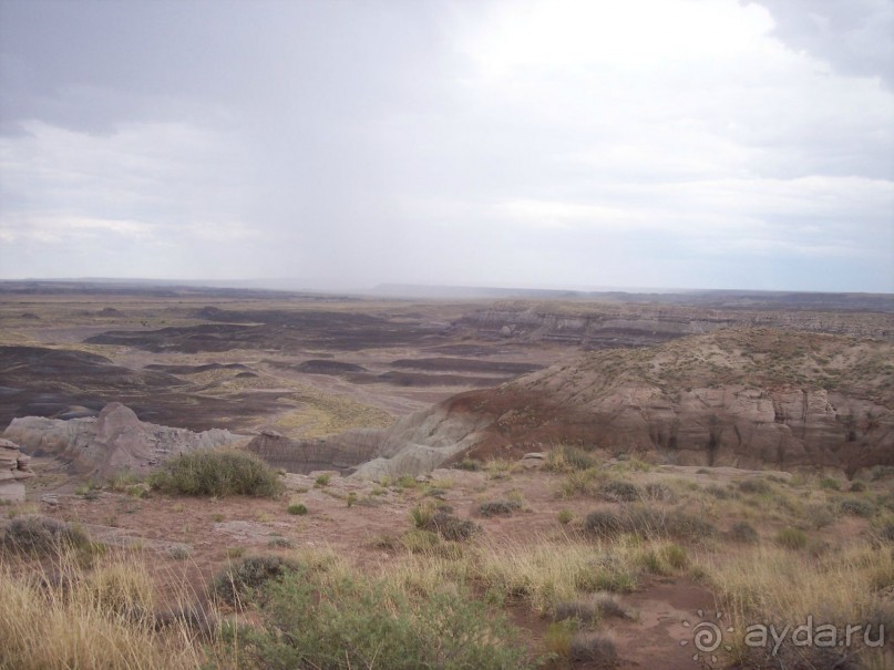 Окаменелый лес в Раскрашенной пустыне