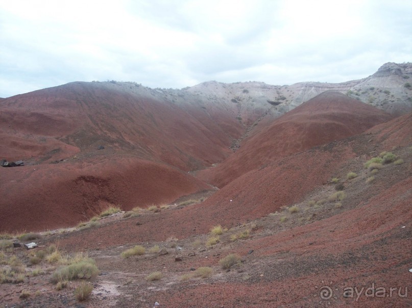Окаменелый лес в Раскрашенной пустыне