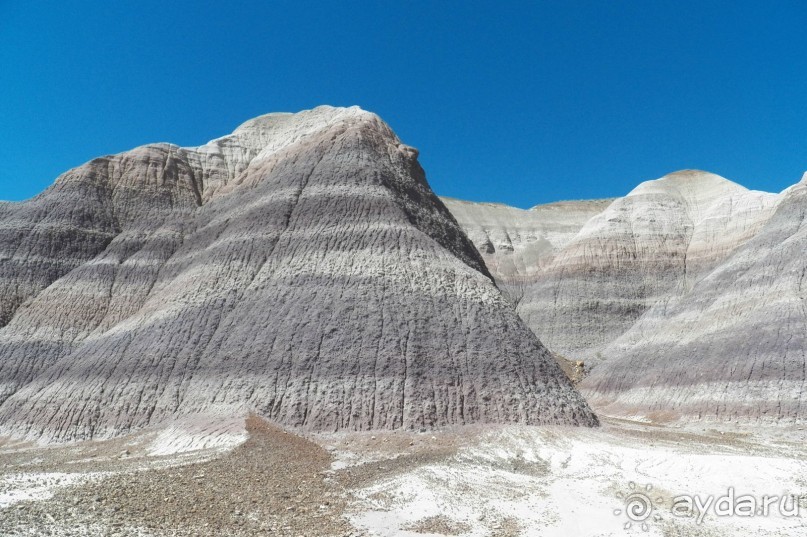 Окаменелый лес в Раскрашенной пустыне