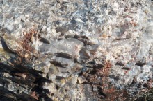 Окаменелый лес в Раскрашенной пустыне