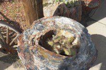 Окаменелый лес в Раскрашенной пустыне