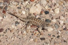 Окаменелый лес в Раскрашенной пустыне