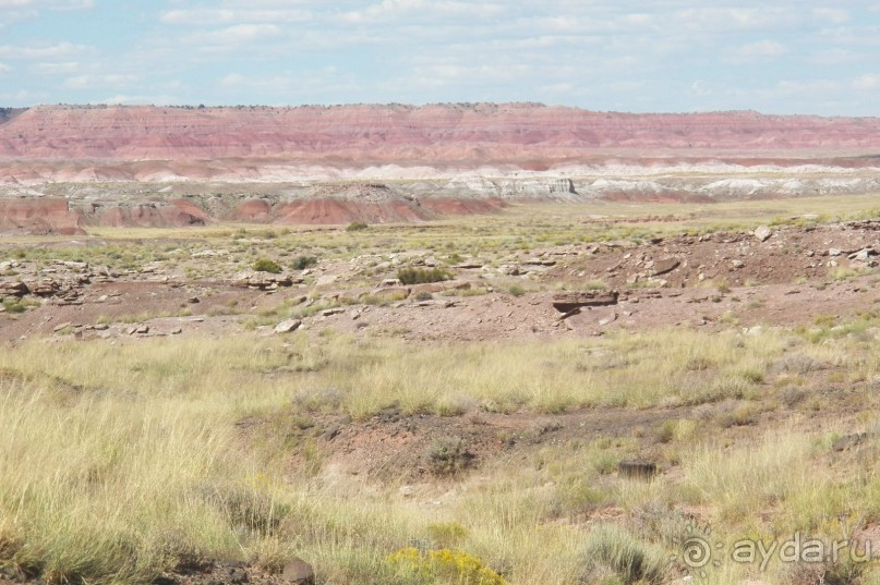 Окаменелый лес в Раскрашенной пустыне
