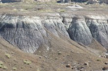 Окаменелый лес в Раскрашенной пустыне