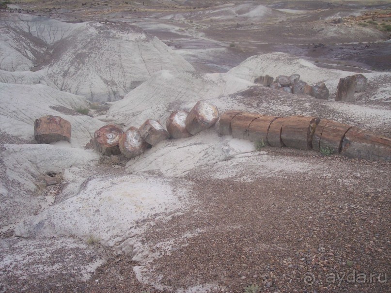 Окаменелый лес в Раскрашенной пустыне