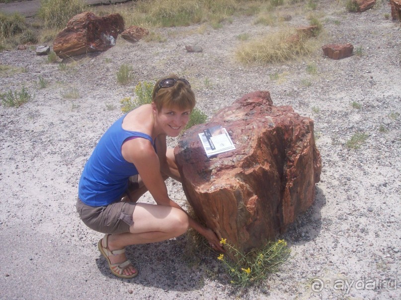 Окаменелый лес в Раскрашенной пустыне