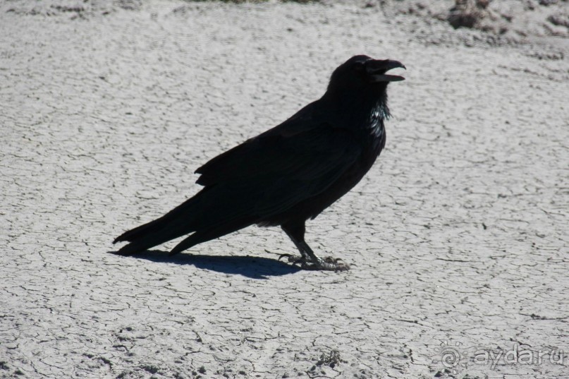 Окаменелый лес в Раскрашенной пустыне