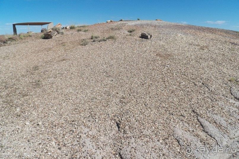 Окаменелый лес в Раскрашенной пустыне