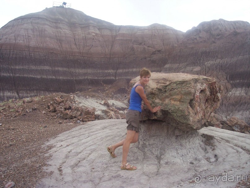 Окаменелый лес в Раскрашенной пустыне