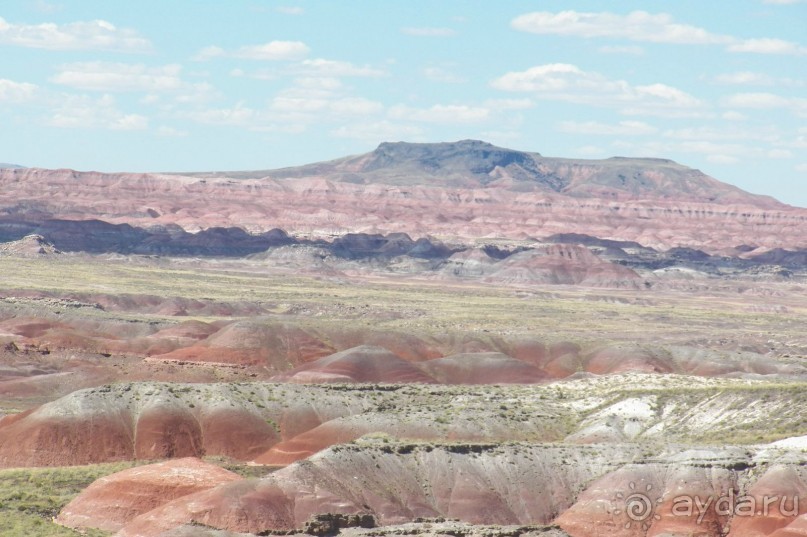 Окаменелый лес в Раскрашенной пустыне