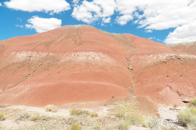 Окаменелый лес в Раскрашенной пустыне