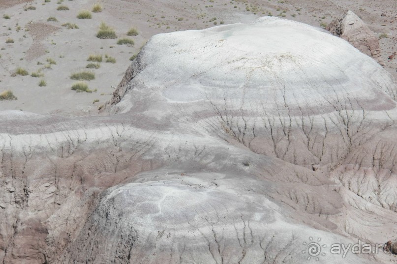Окаменелый лес в Раскрашенной пустыне