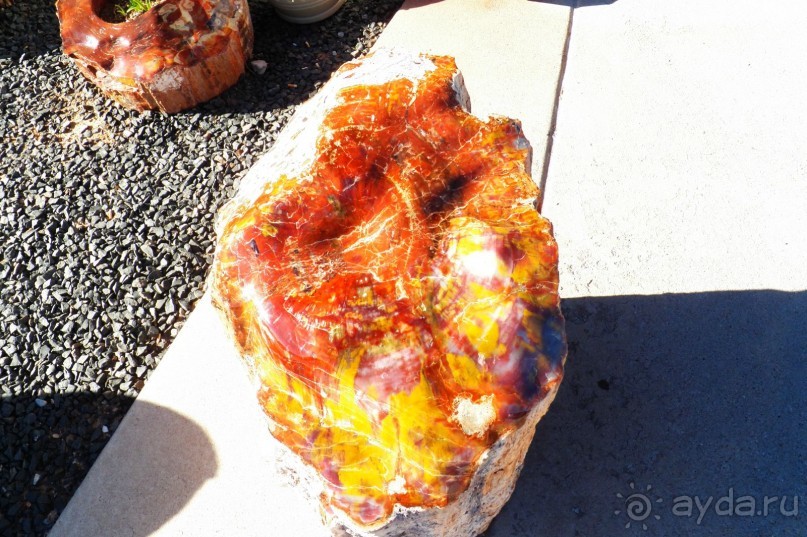 Окаменелый лес в Раскрашенной пустыне