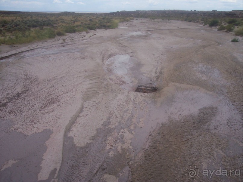 Окаменелый лес в Раскрашенной пустыне