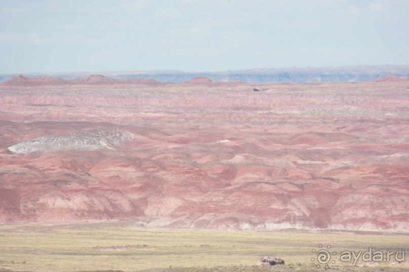 Окаменелый лес в Раскрашенной пустыне