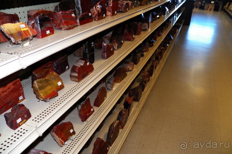 Окаменелый лес в Раскрашенной пустыне