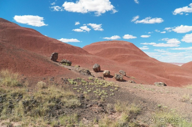 Окаменелый лес в Раскрашенной пустыне