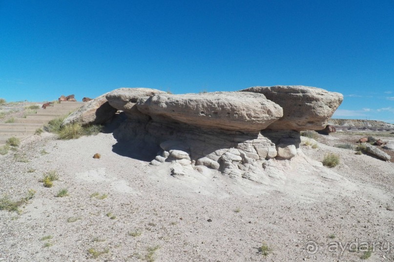 Окаменелый лес в Раскрашенной пустыне