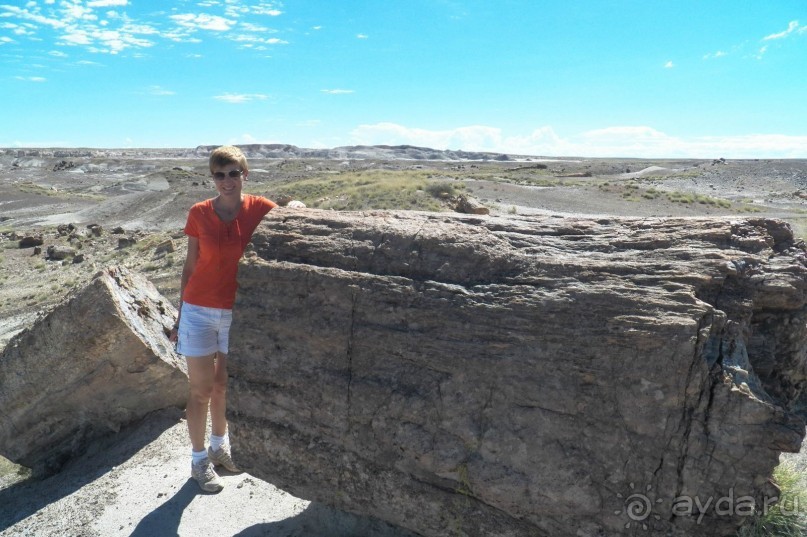 Окаменелый лес в Раскрашенной пустыне