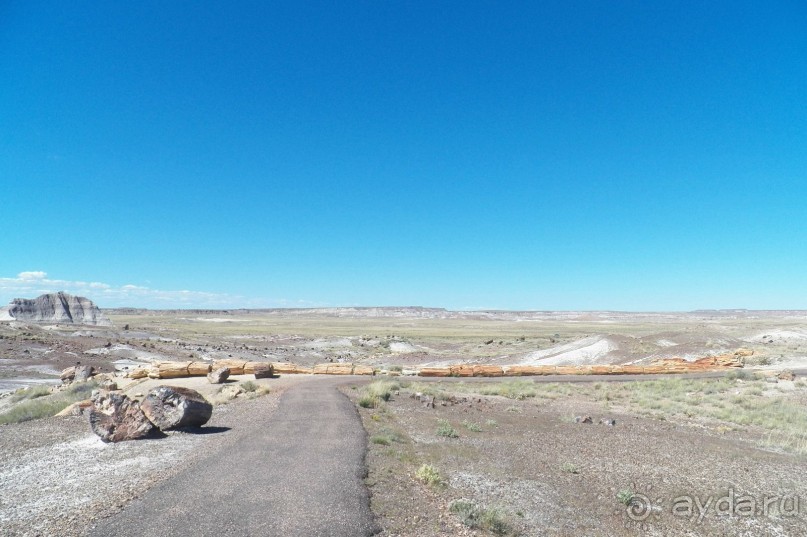 Окаменелый лес в Раскрашенной пустыне