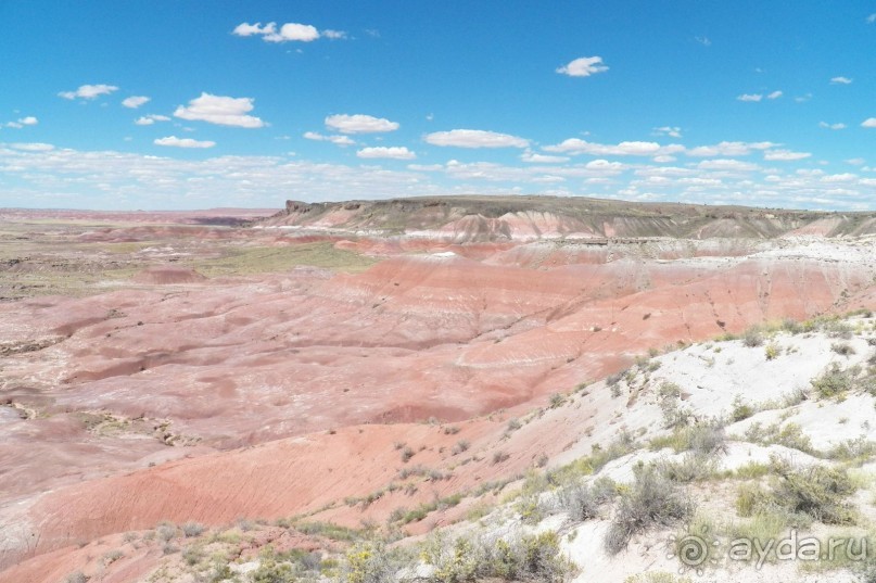 Окаменелый лес в Раскрашенной пустыне