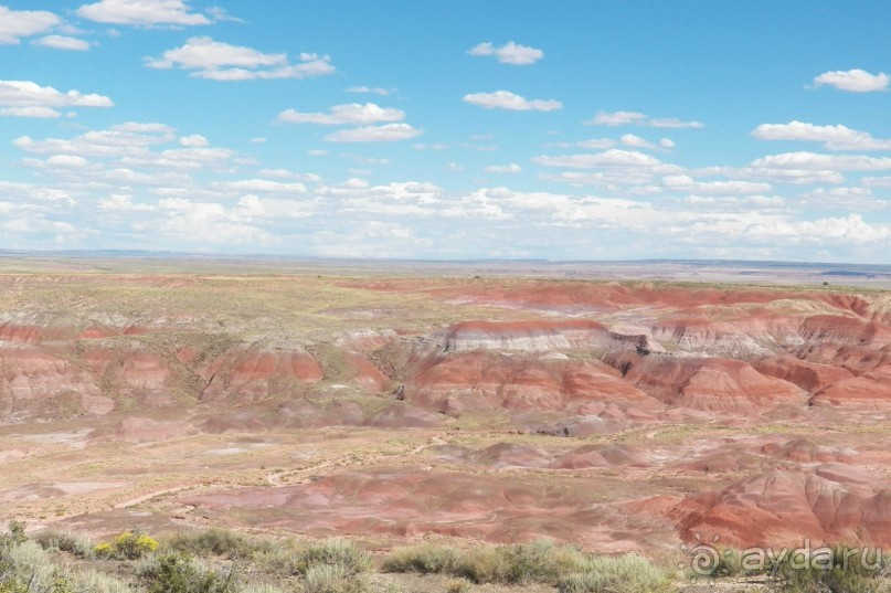 Окаменелый лес в Раскрашенной пустыне
