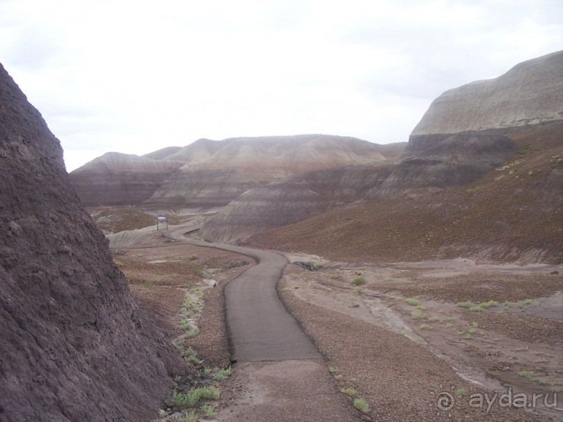 Окаменелый лес в Раскрашенной пустыне