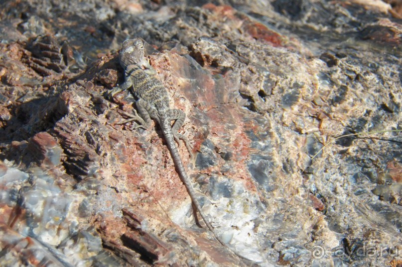 Окаменелый лес в Раскрашенной пустыне