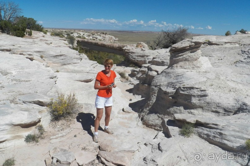 Окаменелый лес в Раскрашенной пустыне