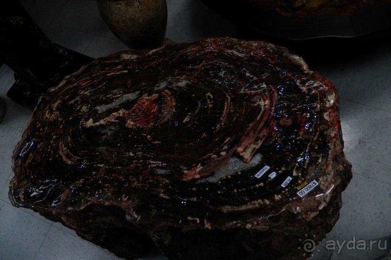 Окаменелый лес в Раскрашенной пустыне