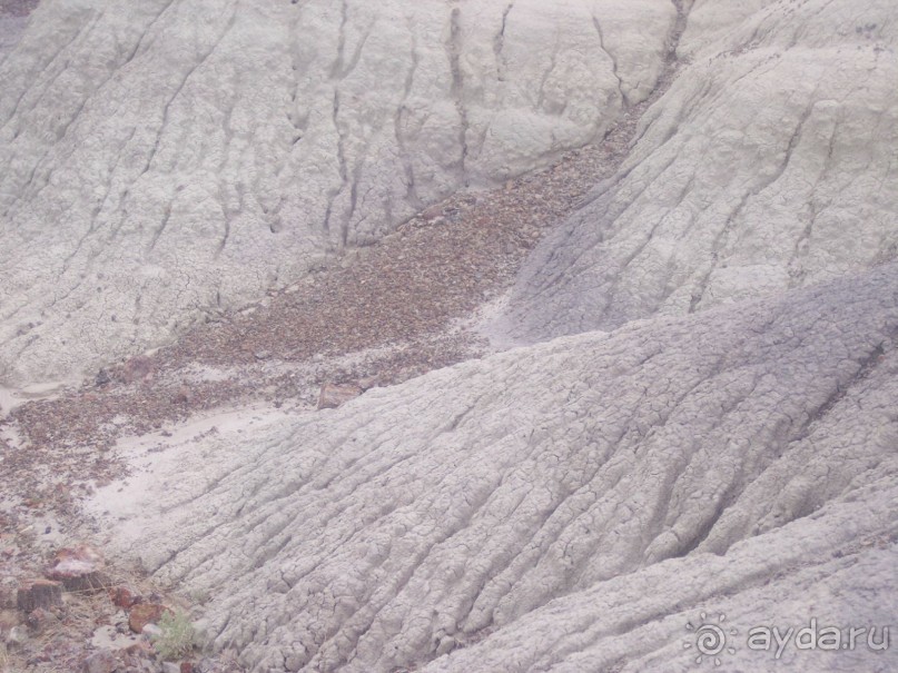 Окаменелый лес в Раскрашенной пустыне