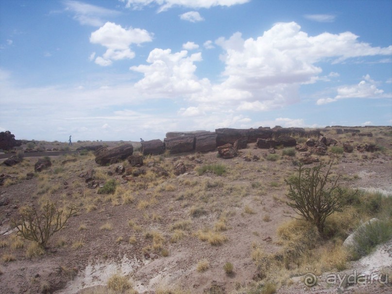 Окаменелый лес в Раскрашенной пустыне